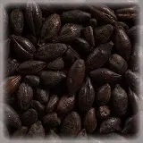 [30279] Malt Château Roasted Barley 